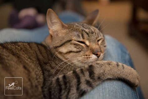 Gato atigrado común Ocicat Scottish Fold Savannah Gato Bengali Cute