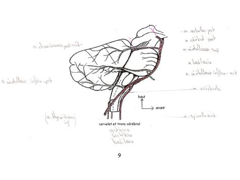 Cours de Médecine Anatomie PCEM1 Ostéopathie Vascularisation