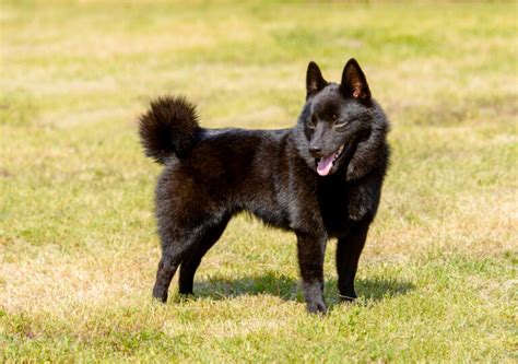 Blue Schipperke