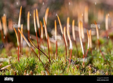 Bristly Haircap Moss Hi Res Stock Photography And Images Alamy