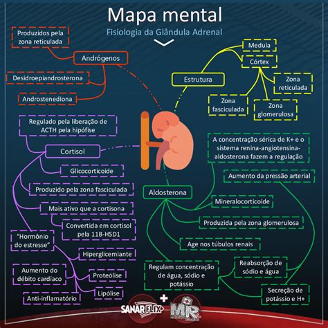 Mapa Mental Disturbios Da Adrenal Biologia Porn Sex Picture