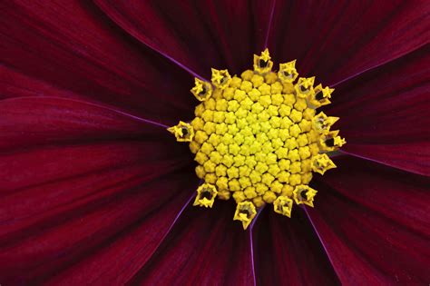 Photography Macro Depth Of Field Purple Flowers Wallpaper