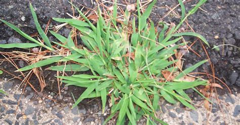 How To Get Rid Of Crabgrass The Garden Magazine