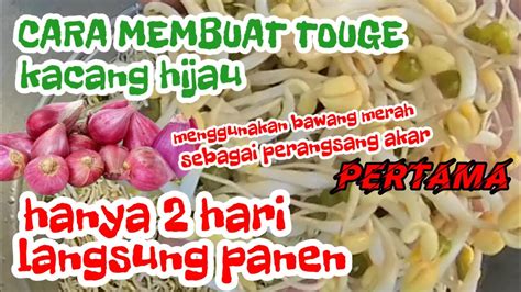 MEMBUAT TAUGE DARI KACANG HIJAU 2 HARI SAJA LANGSUNG PANEN DENGAN