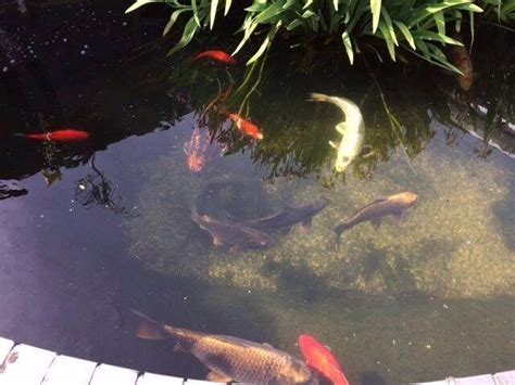 Pond Fish - Ghost Carp | in Bournemouth, Dorset | Gumtree