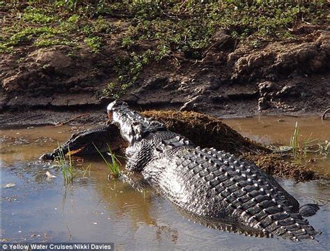 Massive 5m saltwater crocodile attacks and eats 'smaller' 2m croc | Saltwater crocodile, Cool ...