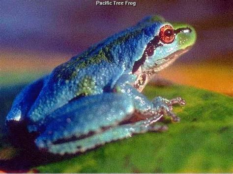 A Pacific Tree Frog showing reddish temporary colors | Tree frogs, Frog ...