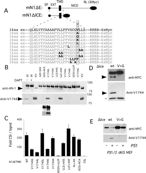 The Impact Of Cleavage Site Mutations Targeting Putative Dimerization