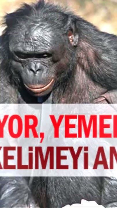 Turkois Vs Maymun Youtube