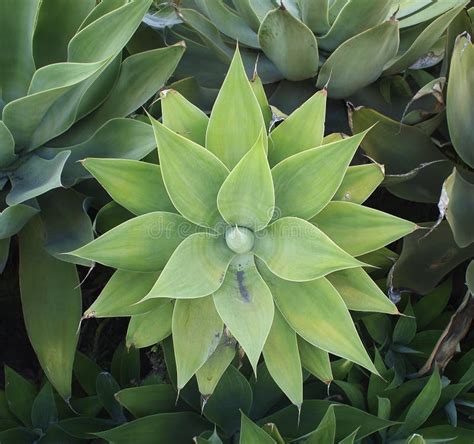 Desert Plant in California stock image. Image of symmetrical - 28747735