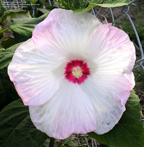 Propagation Hardy Hibiscus From Seed 1 By Blomma