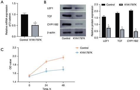 Effect of WNT β catenin pathway activity on aldosterone secretion A