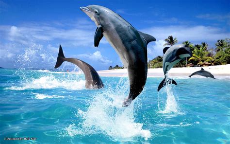 Dolphins Jumping Around Beach HD desktop wallpaper : Widescreen : High Definition : Fullscreen