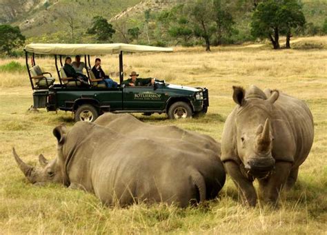 Desde Ciudad del Cabo: Safari de 2 días de Glamping y Vida Salvaje en ...