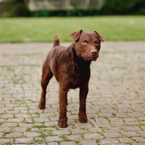 Patterdale Terrier Facts Wisdom Panel™ Dog Breeds