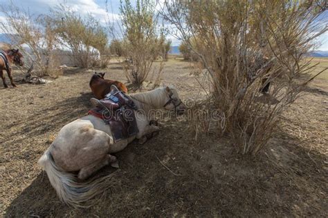 Horses Are Near The Mongolian Yurt In The Steppes Of Western Mongolia