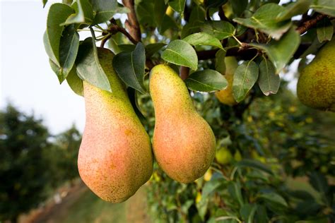 Piante Di Pere Abate Fetel Comprale Su Pianteperortoit