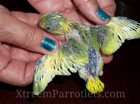 Parrotlet Breeding - Xtreem Parrotlets