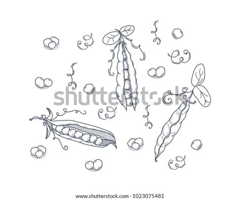 Hand Drawn Sketch Peas Outline Style Stock Vector (Royalty Free) 1023075481