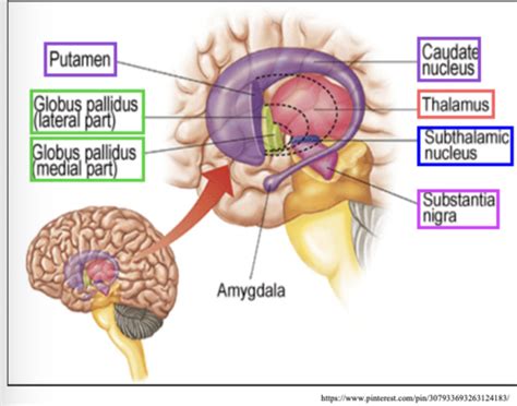 Lecture The Basal Ganglia Flashcards Quizlet