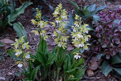 Hardy Orchid Time Calanthe Plants Orchids Hardy