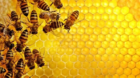 Honey Wallpapers - Top Free Honey Backgrounds - WallpaperAccess