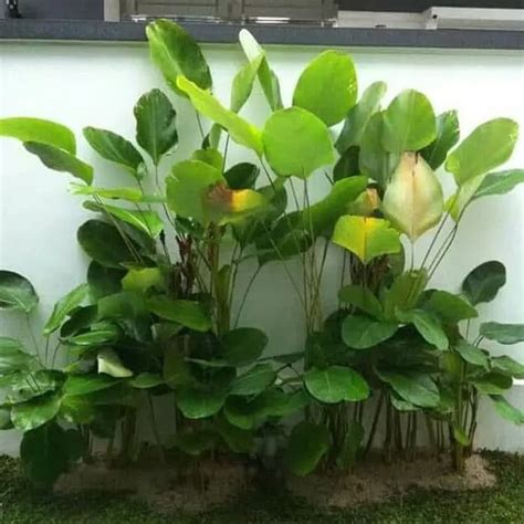 Jual Tanaman Hias Daun Calathea Luthea Lutea Pisang Kalatea Bedak