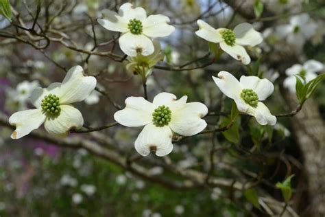 Dogwood Fairview Garden Center Raleigh Nc