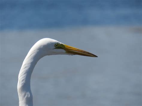 Nature Wildlife Bird Free Photo On Pixabay Pixabay