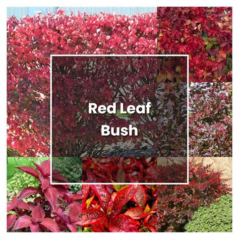 How To Grow Red Leaf Bush Plant Care And Tips Norwichgardener