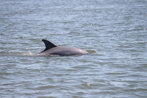 Hilton Head Dolphin Tours - Dolphin Experience Tour