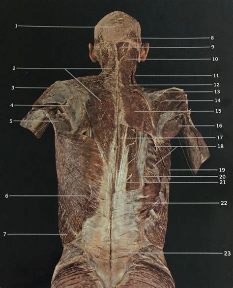 Posterior Muscles Diagram Quizlet