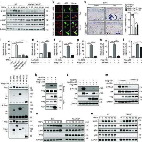 Yap Attenuates Nf κb Signaling By Inhibiting Ikkαβ Activation A