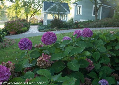 10 Companion Plants For Summerific Hibiscus Proven Winners