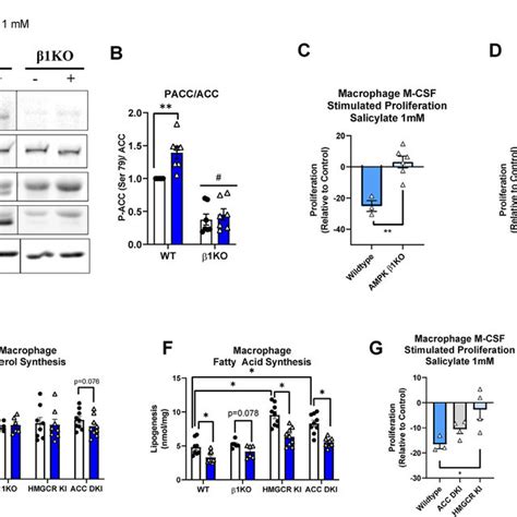 AMPK Phosphorylation Of HMGCR Is Required For The Decrease In