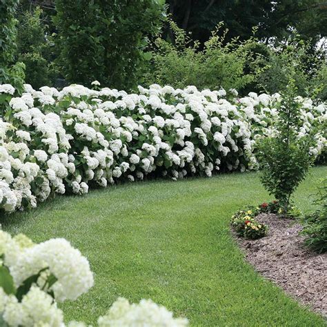 Hydrangea Arborescens Incrediball® White Flower Farm