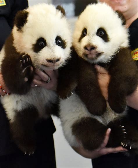 Zoo Atlanta panda twins learning to walk