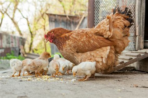 Tahapan Siklus Daur Hidup Ayam Dan Penjelasannya Tanjung Pinang Pos