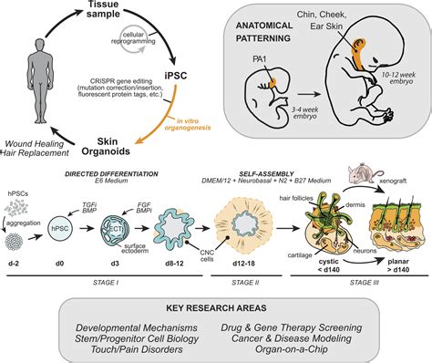 Skin Organoids A New Human Model For Developmental And Translational