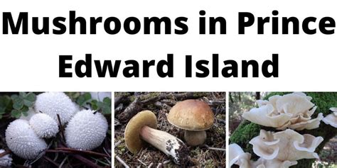 A Comprehensive List Of Wild Mushrooms In Prince Edward Island