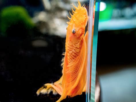 L144a Longfin Blue Eye Lemon Bristlenose Pleco Ancistrus Tank Raised