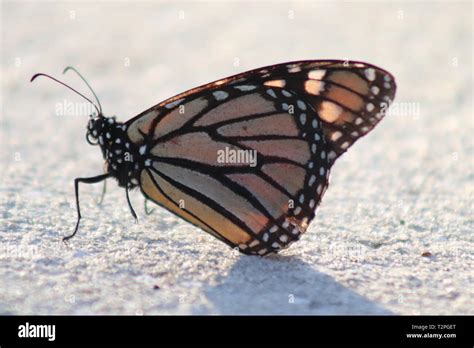 Real Butterfly Hi Res Stock Photography And Images Alamy