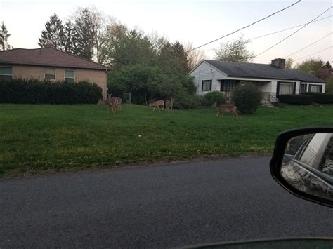 Just another yard in Ohio... : r/Columbus