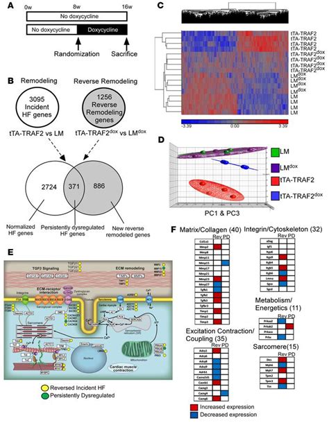 Jci Insight Functional Significance Of The Discordance Between