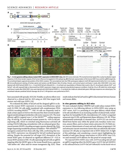 Solution In Vivo Genome Editing Improves Studypool