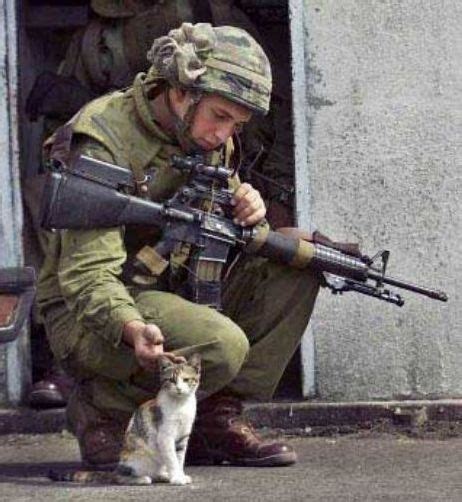 What Cats Know About War Kittens Cats Cute Cats Military Pictures