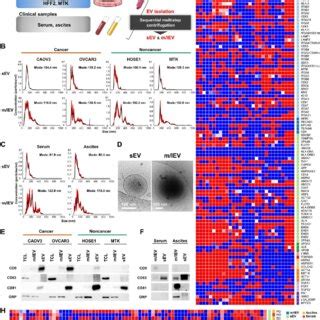 Validation Of HGSOC Specific EV Markers A Immunoblot Analysis Of