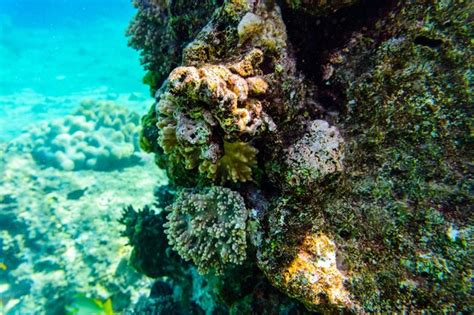 Premium Photo Colonies Of The Corals At Coral Reef In Red Sea