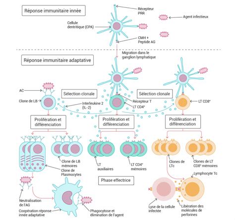 La réaction immunitaire 1 1ère Spécialité SVT QCM n 955