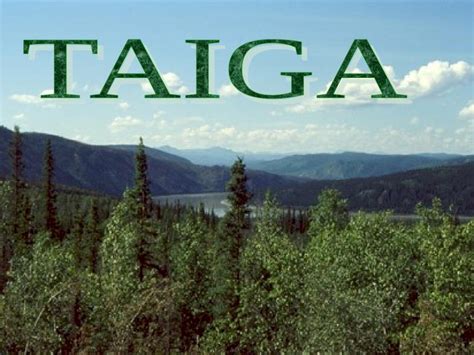 (PPT) Where is the Taiga Located? Taiga Biome The Taiga biome stretches ...